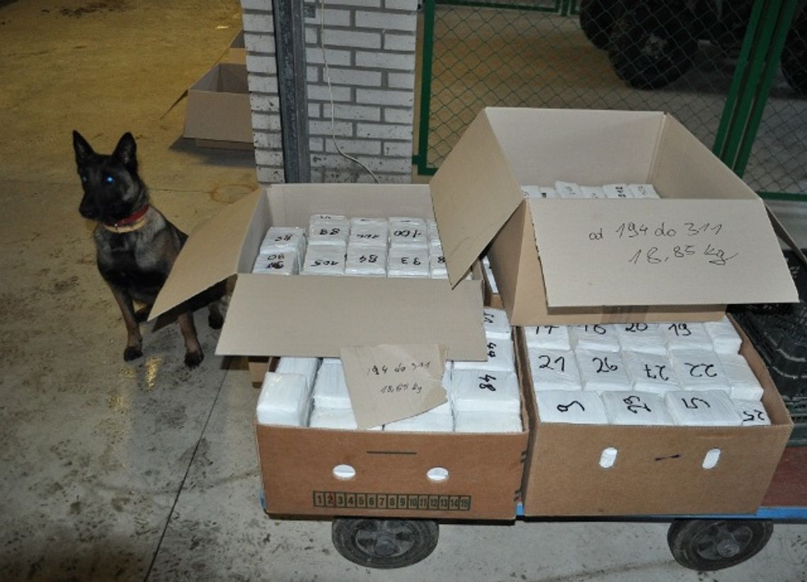 \'Idea\' wyczuła narkotyki. 175 kg haszyszu u Białorusina (wideo) \'Idea\' wyczuła narkotyki. 175 kg haszyszu u Białorusina (wideo)