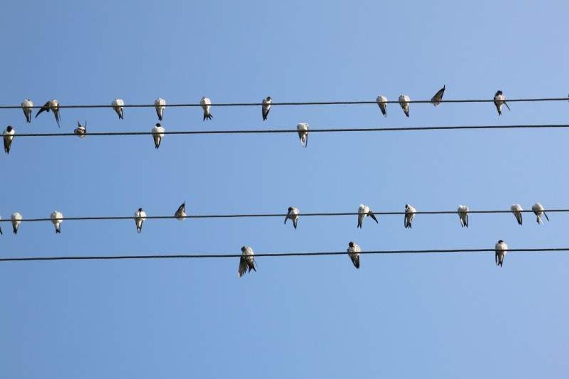 Idź na spacer, policz ptaki. Liczenie ptaków w woj. lubelskim