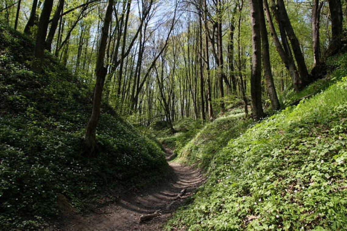Idziesz do lasu? Uważaj na lisie szczepionki