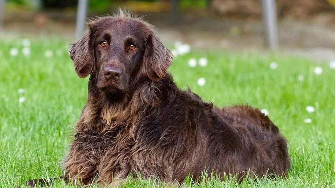 III Międzynarodowa Wystawa Psów Rasowych. Trzy tysiące czworonogów z 22 krajów III Międzynarodowa Wystawa Psów Rasowych. Trzy tysiące czworonogów z 22 krajów