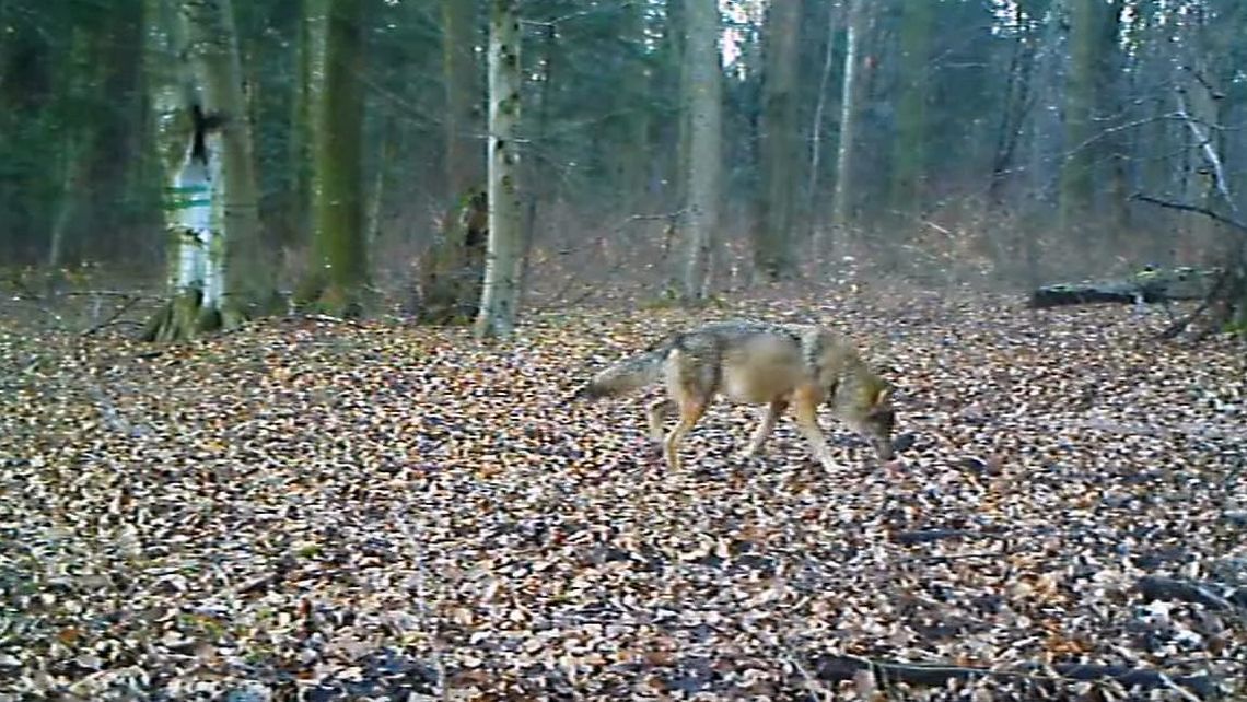 Ile jest wilków i rysi w Roztoczańskim Parku Narodowym?