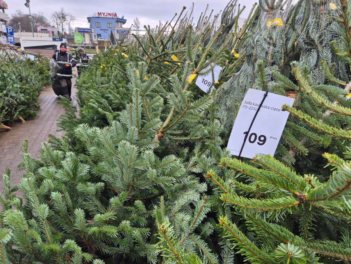 Ile kosztują choinki w Lublinie w 2025 roku? Porównanie cen na rynku, u lokalnych sprzedawców i w marketach Ile kosztują choinki w Lublinie w 2025 roku? Porównanie cen na rynku, u lokalnych sprzedawców i w marketach