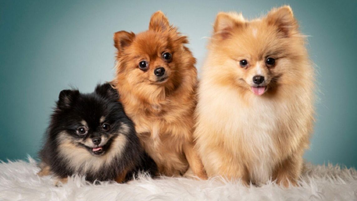 Ile kosztują psy popularnych ras? Pomerianian, york, labrador? Ile kosztują psy popularnych ras? Pomerianian, york, labrador?