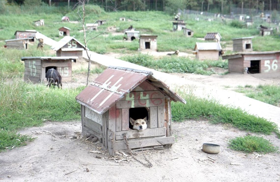 Ile kosztuje gminę każdy bezdomny pies