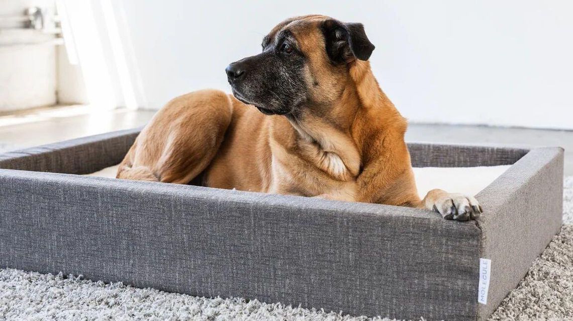 Ile kosztuje pobyt psa w hotelu i co warto wiedzieć przed jego wyborem? Ile kosztuje pobyt psa w hotelu i co warto wiedzieć przed jego wyborem?