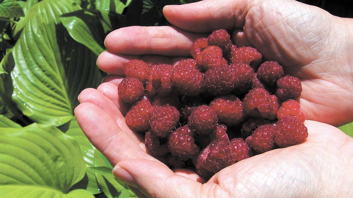 Ile można zarobić na pracy przy zbiorze owoców? Plantatorzy narzekają na brak chętnych