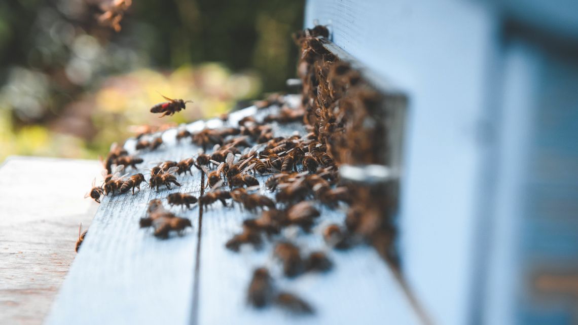 Ile są warte ule na wieżowcach? "Przerażają mnie ule na dachach"