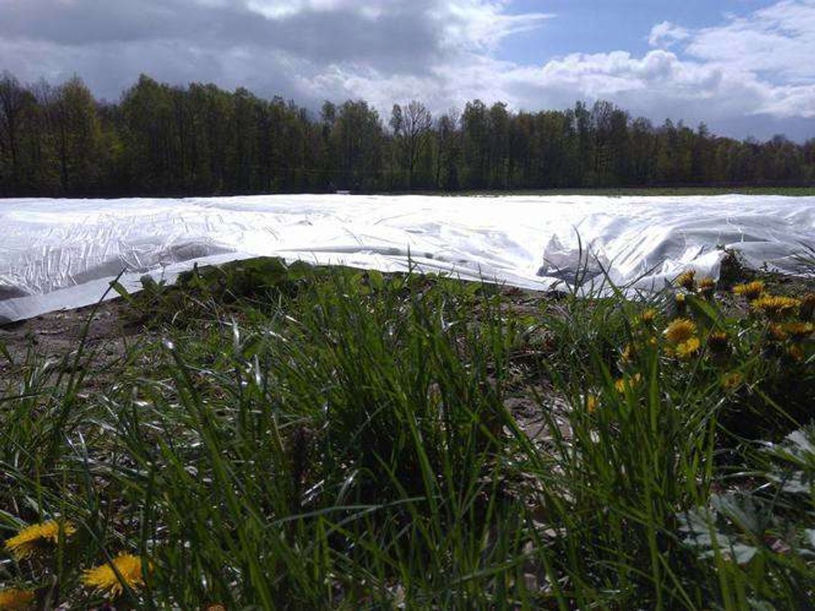 IMGW: Idzie przymrozek, jak ochronić rośliny? (zdjęcia)