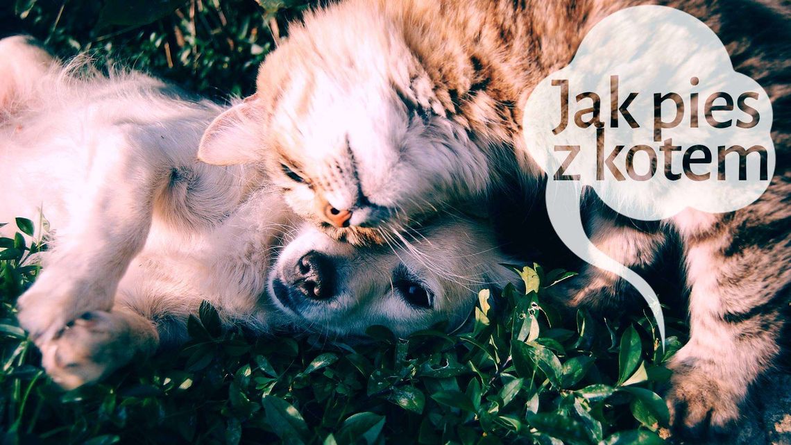 Improwizacje na wakacje: Jak pies z kotem