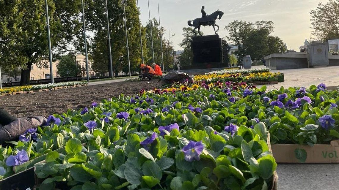 Inne kończą wegetację, a one nadal kwitną. Ponad 8 tysięcy tych kwiatów ozdobi Lublin 