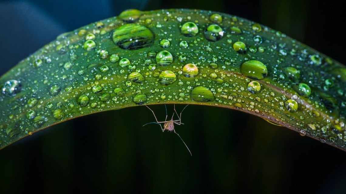 Instrukcja obsługi komara. "Komarzyce, które nas kłują wylęgły się z jaj złożonych nawet kilka lat temu" Instrukcja obsługi komara. "Komarzyce, które nas kłują wylęgły się z jaj złożonych nawet kilka lat temu"