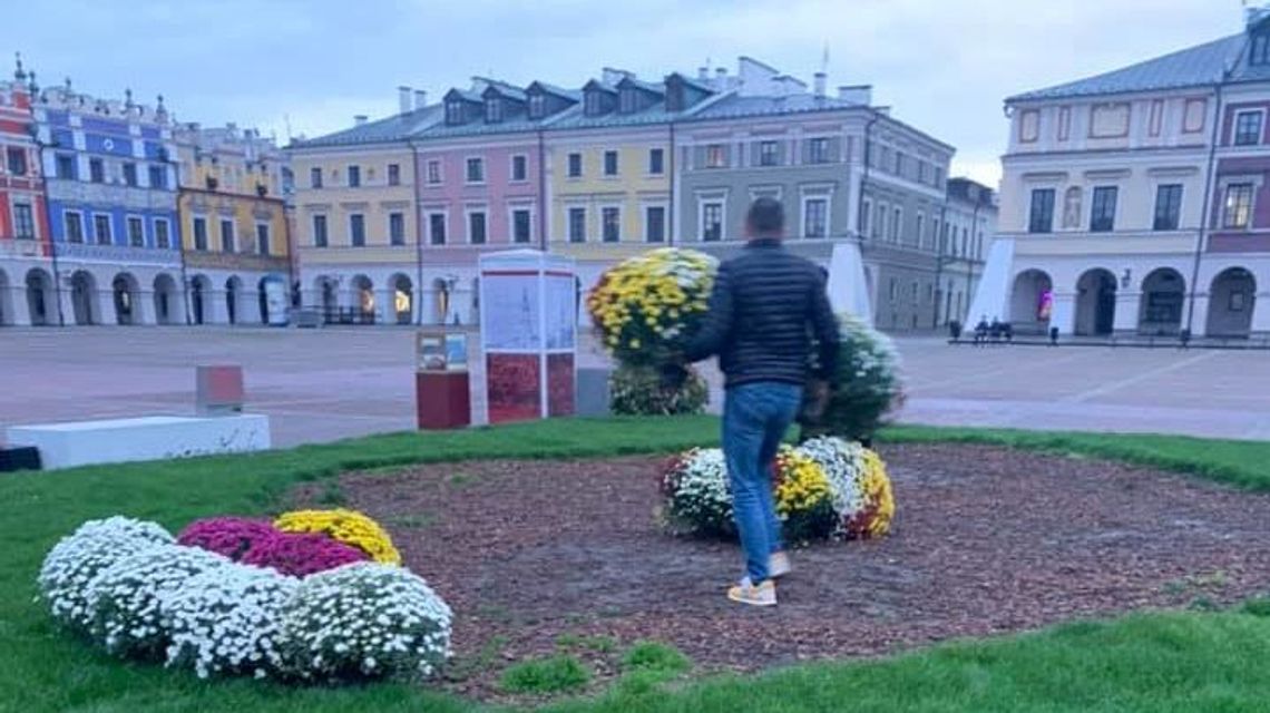 Interwencyjny skup chryzantem. Rynek Wielki w Zamościu zyskał na urodzie