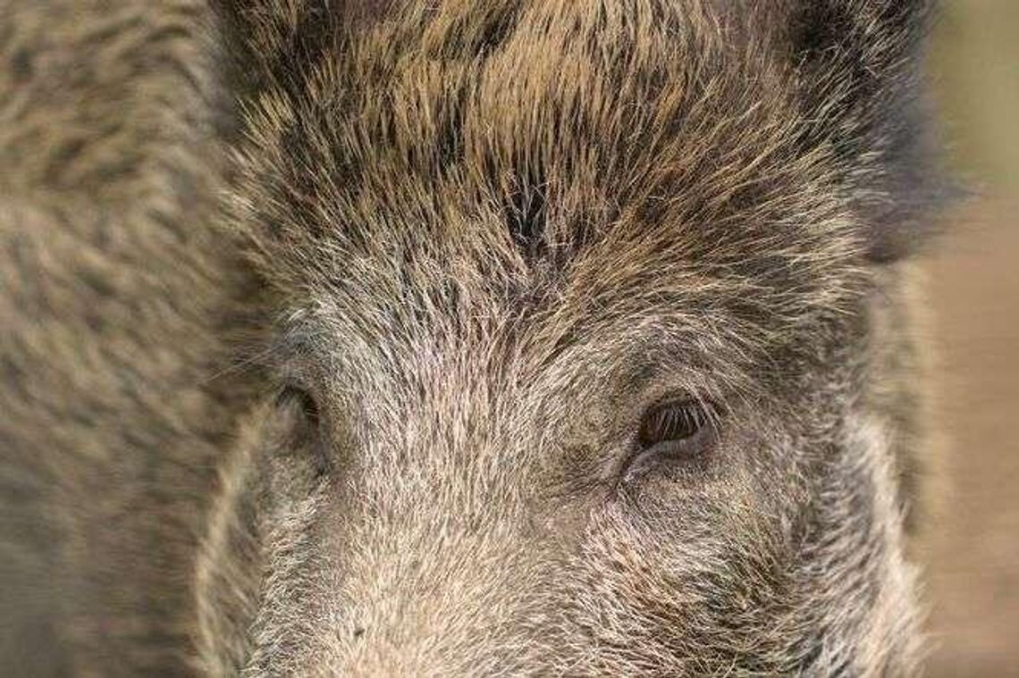 Inwazja chorych dzików. Rośnie liczba przypadków ASF