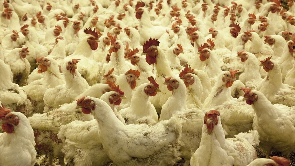 Inwestor wycofał się z budowy kurników w gminie Drelów. "Dobro mieszkańców jest ważniejsze" Inwestor wycofał się z budowy kurników w gminie Drelów. "Dobro mieszkańców jest ważniejsze"