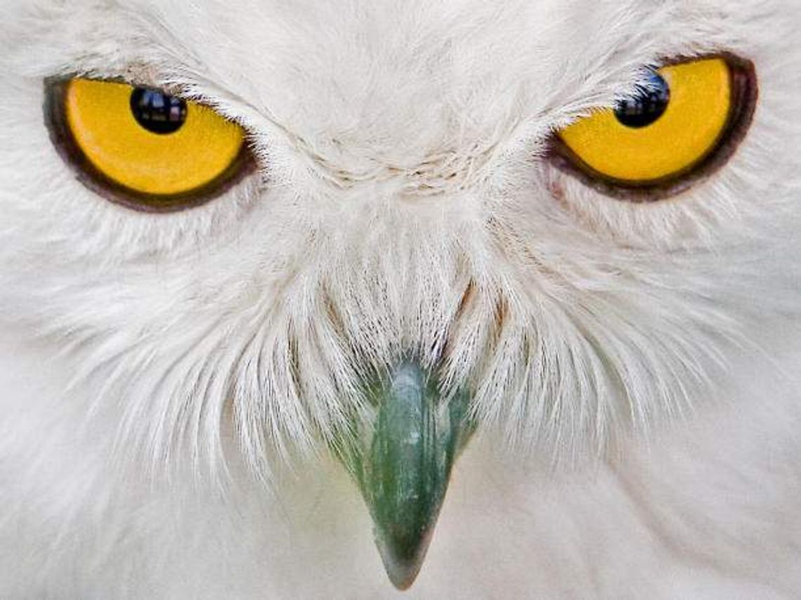 IUCN: Ponad 11 tys. gatunków zwierząt zagrożonych wyginięciem