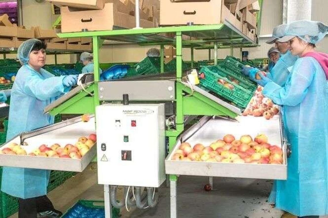 "Jabłko Lubelskie" ma być widoczne i rozpoznawalne. Marka rusza na podbój rynków "Jabłko Lubelskie" ma być widoczne i rozpoznawalne. Marka rusza na podbój rynków