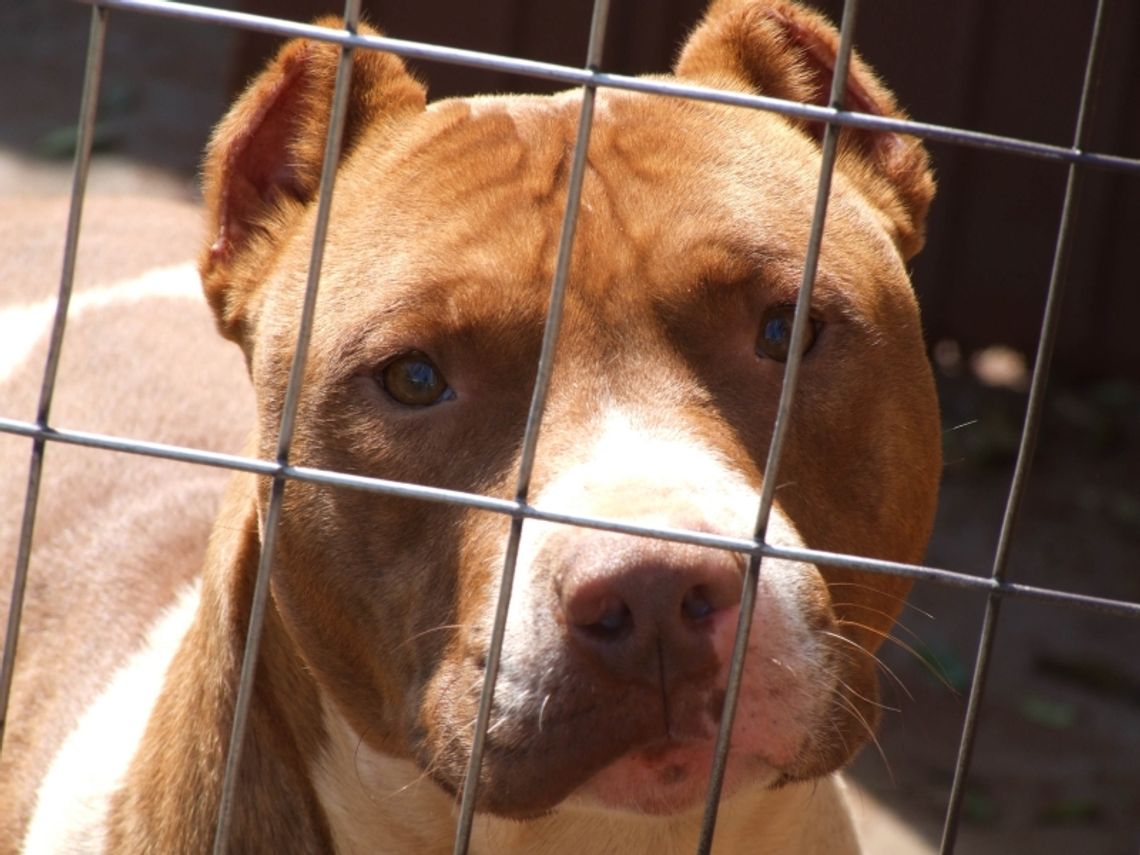 Jacksonville: Pitbull zaatakował noworodka. Dziecko zmarło Jacksonville: Pitbull zaatakował noworodka. Dziecko zmarło