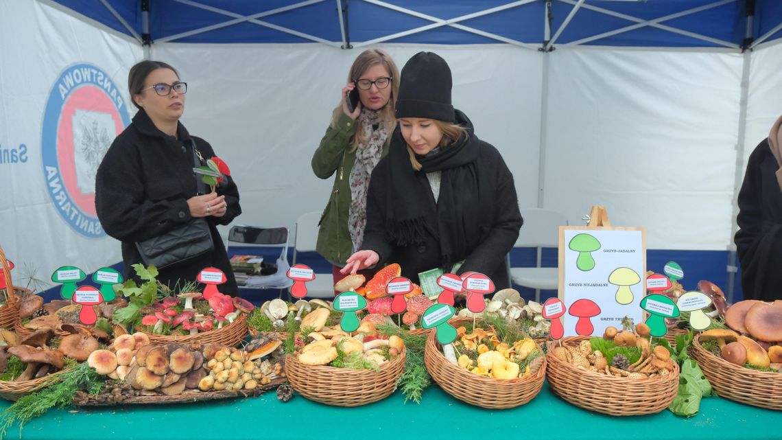 Jadalny czy trujący? Dowiedz się więcej o grzybach Jadalny czy trujący? Dowiedz się więcej o grzybach