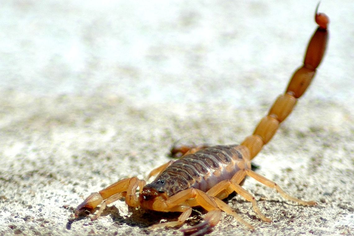 Jadowity skorpion uciekł z terrarium i ukąsił mężczyznę Jadowity skorpion uciekł z terrarium i ukąsił mężczyznę