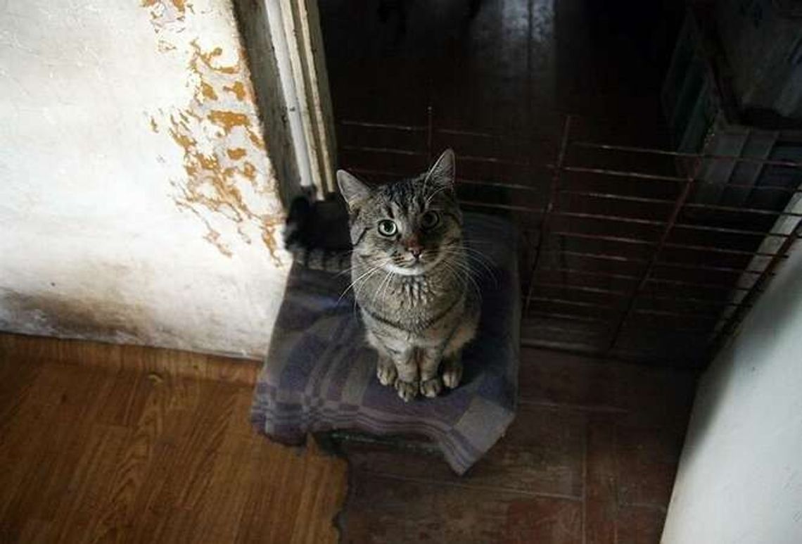 Jak chory kot zadłużył panią Annę