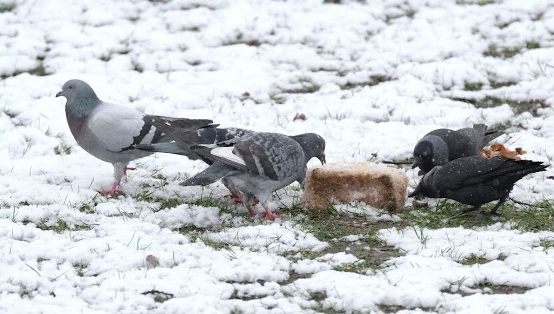 Jak długo zostanie z nami zimowa aura? Prognoza pogody na najbliższe dni