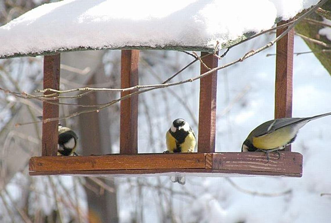 Jak dokarmiać ptaki? Warsztaty w Kazimierzu Dolnym