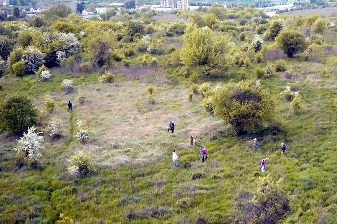 Jak dużo górek czechowskich pod zabudowę? Jak dużo górek czechowskich pod zabudowę?
