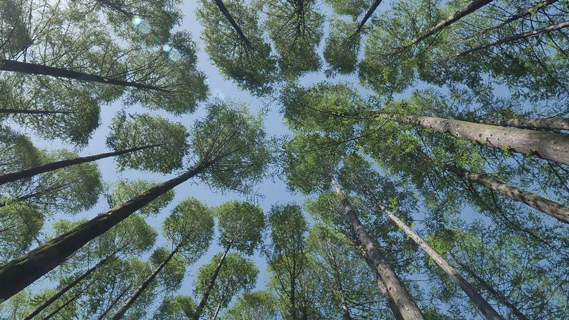 Jak globalne ocieplenie wpływa na ewolucję drzew? "Musimy zacząć działać" Jak globalne ocieplenie wpływa na ewolucję drzew? "Musimy zacząć działać"