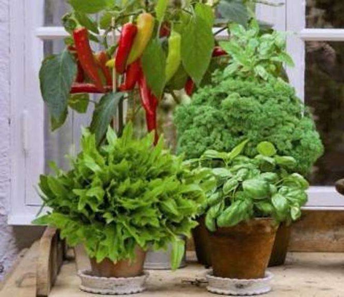 Jak hodować w domu rośliny jadalne?