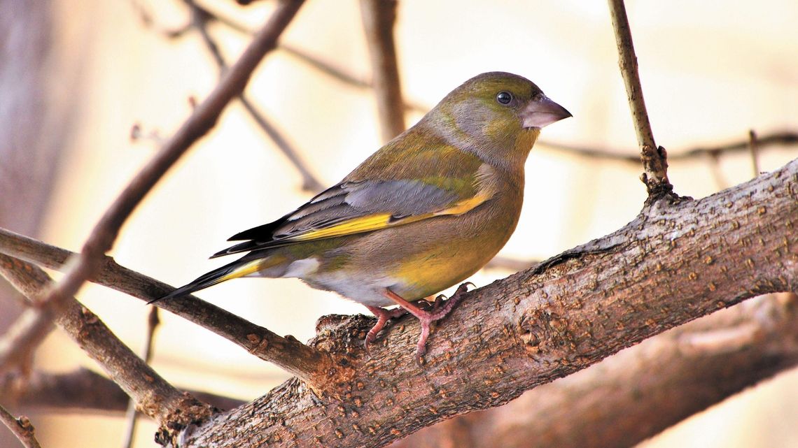 Jak karmić ptaki zimą? Ani okruszka! "Ważne, żeby w karmniku nie było chleba"