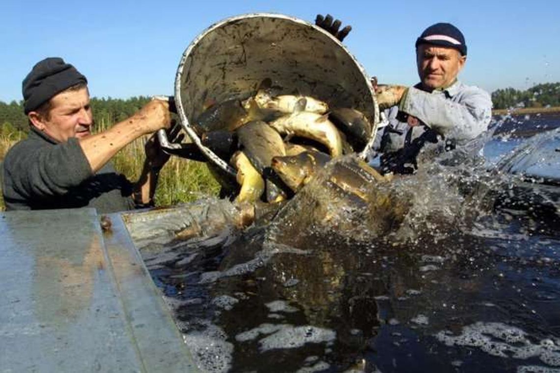 Jak kupić dobrą rybę na święta? Na co uważać? [porady]