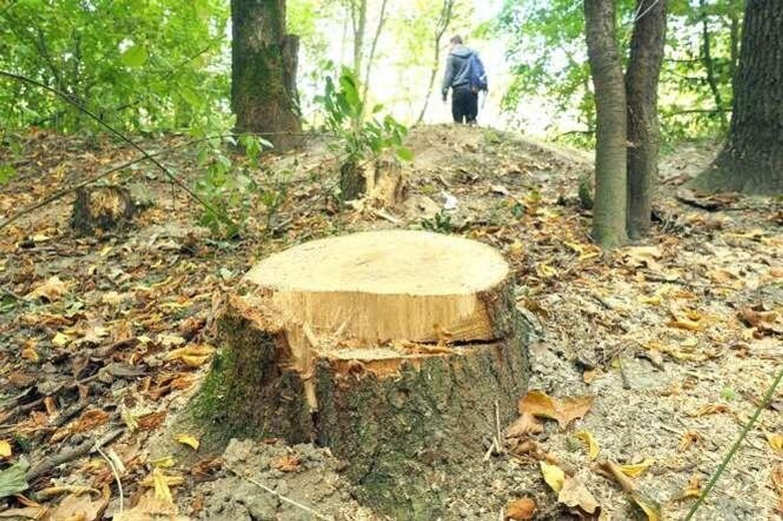 Jak legalnie usunąć drzewo lub krzew z własnej działki