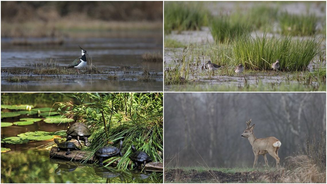 Jak nasza kwarantanna służy lubelskiej przyrodzie