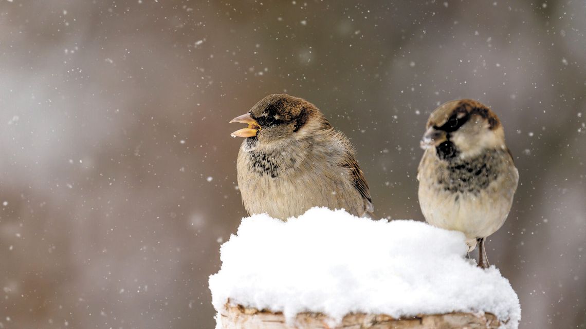 Jak nowoczesna wieś wykańcza dzikie ptaki