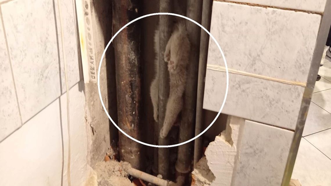 Jak on to zrobił? Mieszkańcy przez kilka godzin słyszeli miauczenie w ścianie bloku