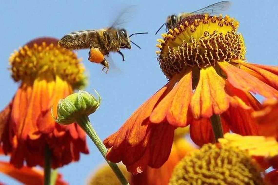 Jak owady inspirują naukowców. Powstały budowle i narzędzia