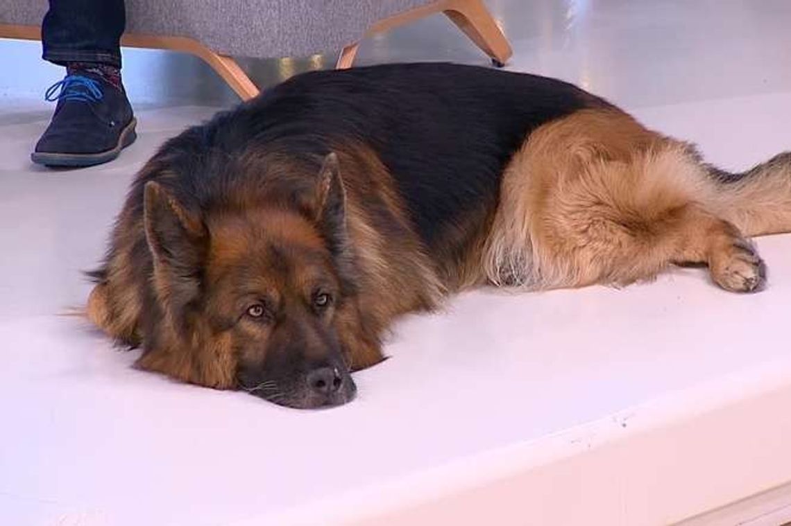 Jak pomóc zwierzętom przetrwać fajerwerki i wybuchy na sylwestra?