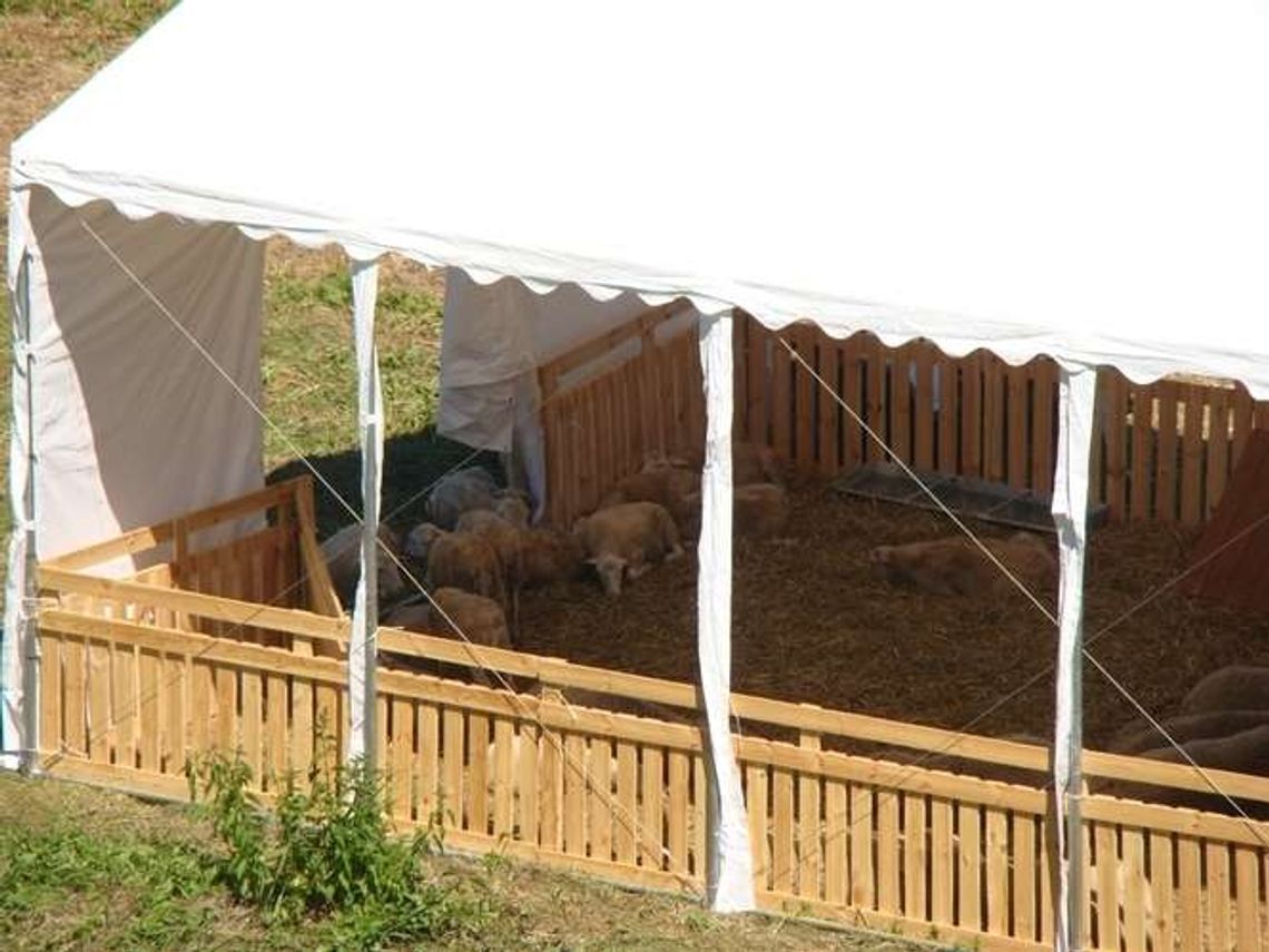 Jak przyciągnąć turystów nad Bug? Pomóc mają nawet owce