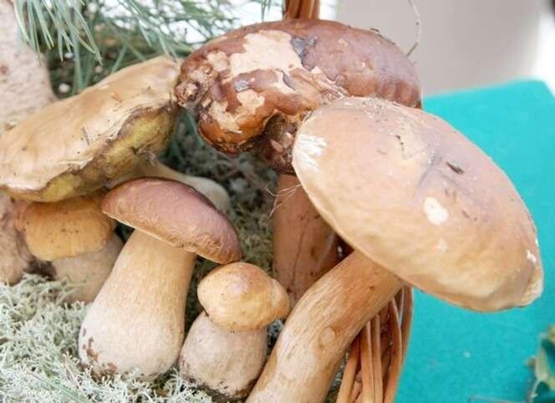 Jak przygotować grzyby? Po lwowsku, w śmietanie, a może w miodzie? Jak przygotować grzyby? Po lwowsku, w śmietanie, a może w miodzie?