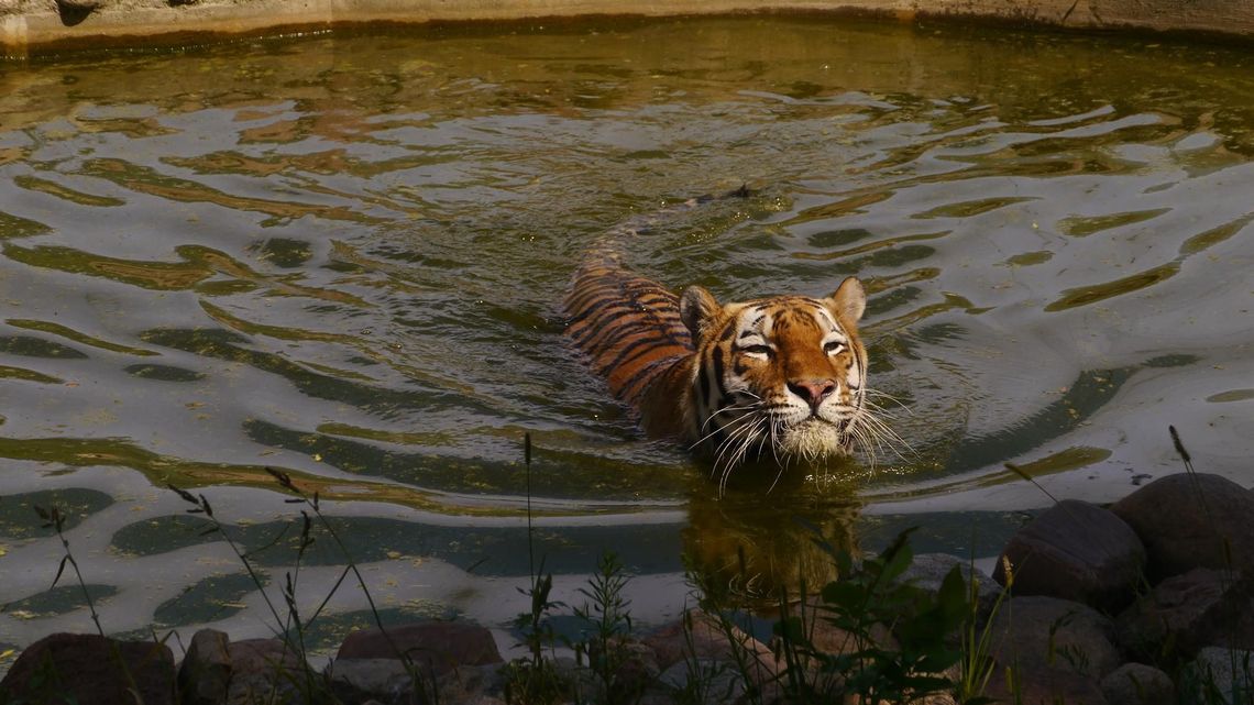 Jak radzić sobie z upałami? Tygrys Wincent z ZOO w Zamościu zaleca zimną kąpiel