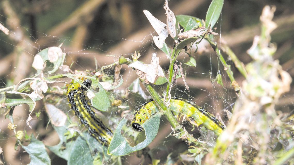 Jak radzić sobie ze szkodnikami w ogrodzie? Warto poczekać na naturalnych wrogów Jak radzić sobie ze szkodnikami w ogrodzie? Warto poczekać na naturalnych wrogów