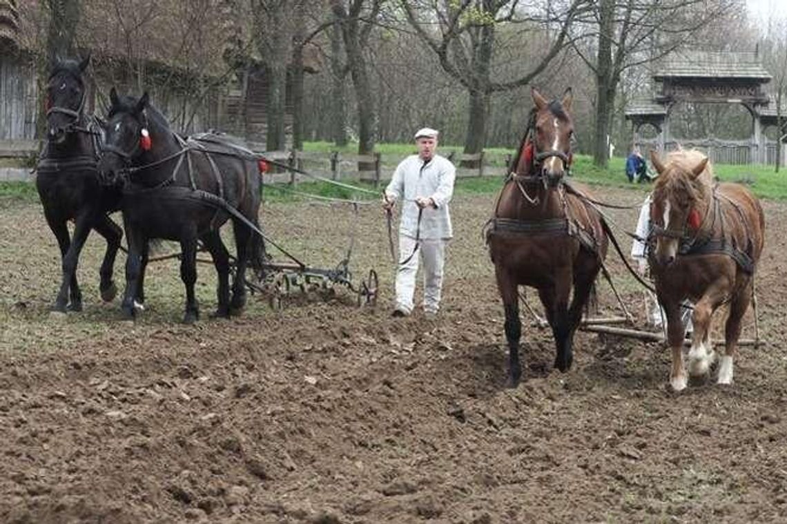 Jak się kiedyś orało? Orka konna w skansenie Jak się kiedyś orało? Orka konna w skansenie