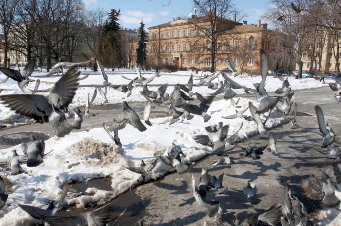 Jak się zmieni plac Litewski? Wiemy jakie będą zmiany