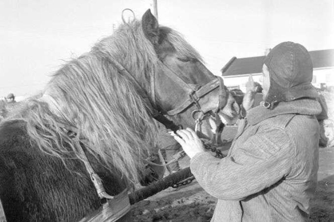 Jak siwkowi i gniademu w zęby zaglądali na końskim targu w Piaskach
