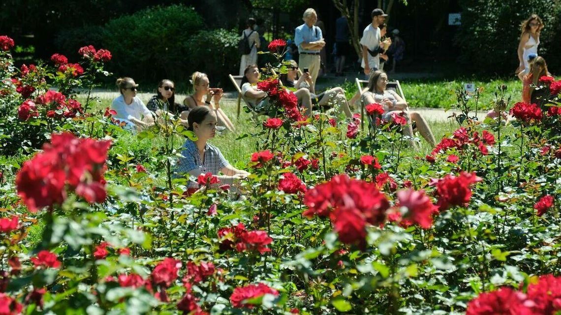 Jak to jest z zielenią w Lublinie? Opinie mieszkańców trafią do koncepcji 