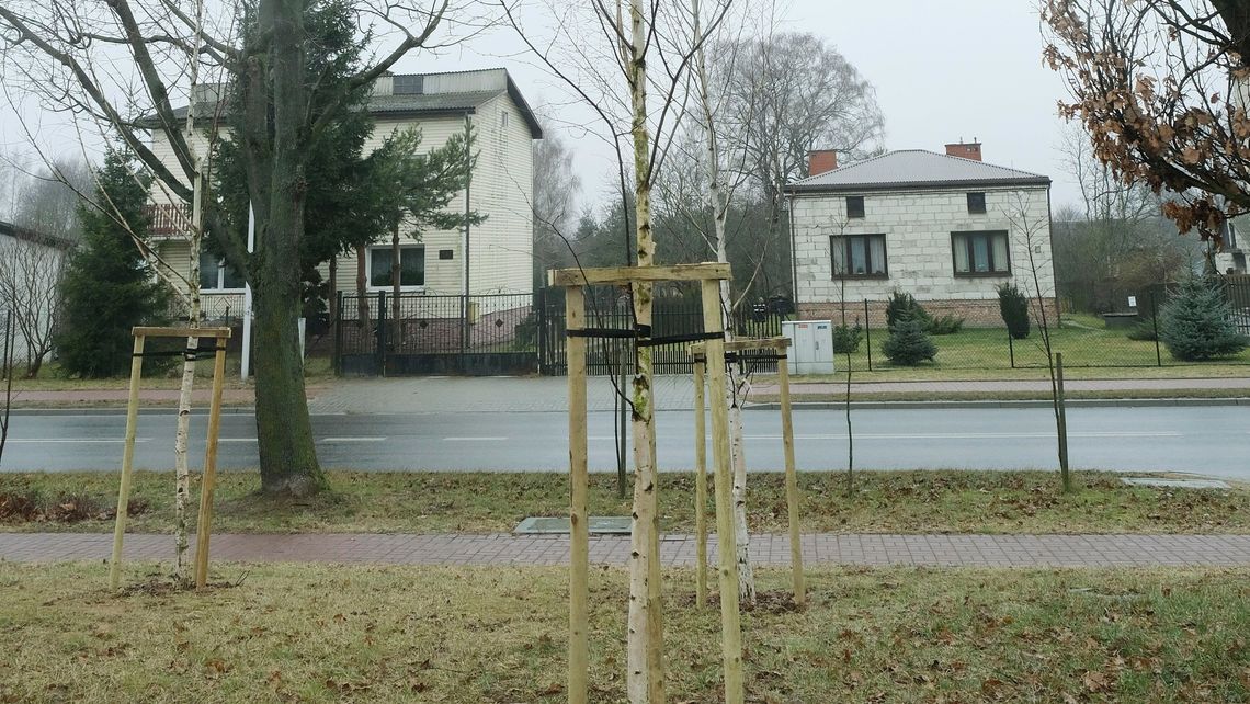 Jak to się nie zmieści? W Lublinie posadzili drzewka na wcisk 