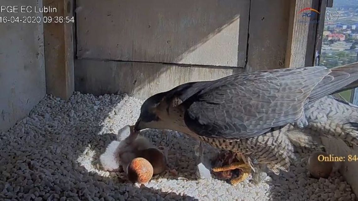 Jak wyglądają śniadania w rodzinie sokołów? Dwa pisklęta już przyszły na świat w Lublinie