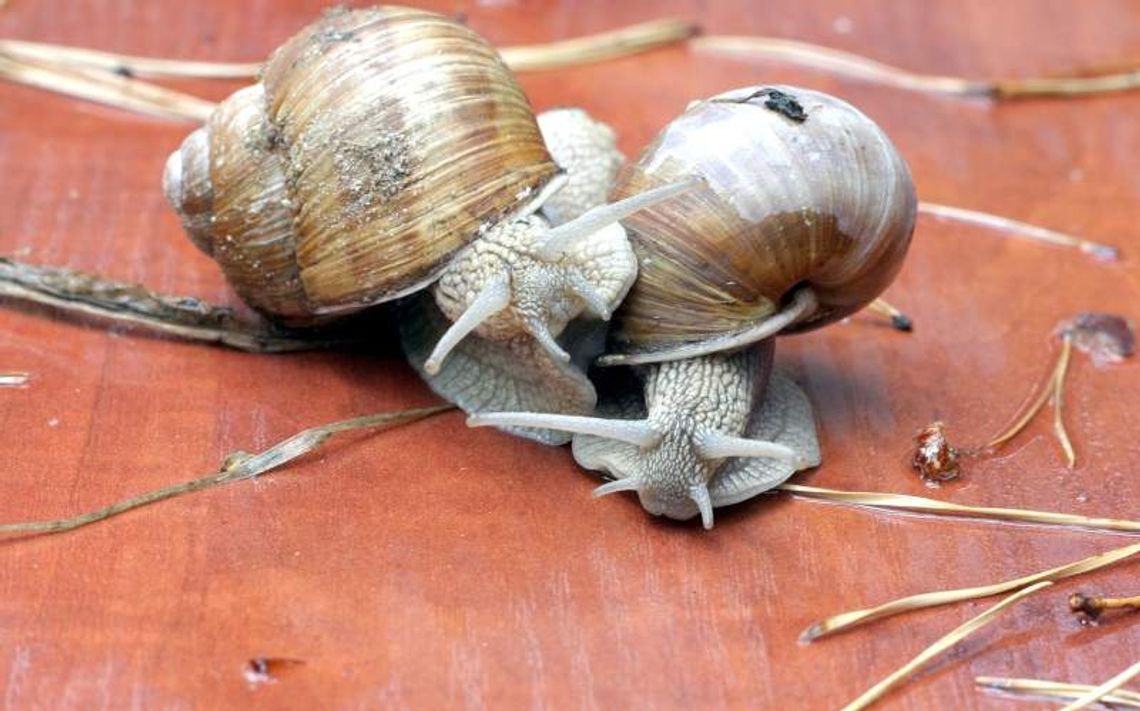 Jak zarobić na ślimaku? Jak zarobić na ślimaku?