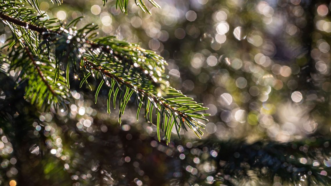 Jak zmiany klimatu wpływają na ewolucję. Nie tylko drzew Jak zmiany klimatu wpływają na ewolucję. Nie tylko drzew