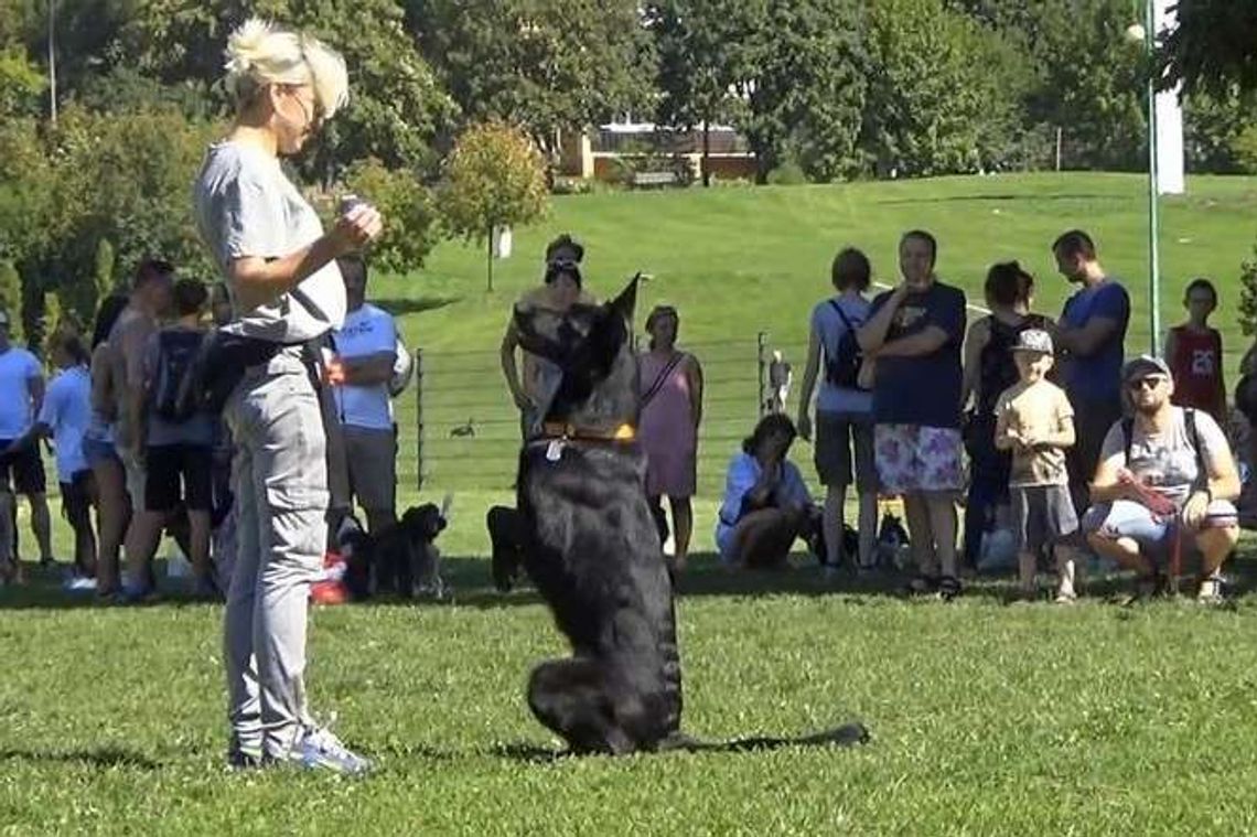 Jak zrozumieć swego psa? Piknik kynologiczny (wideo)